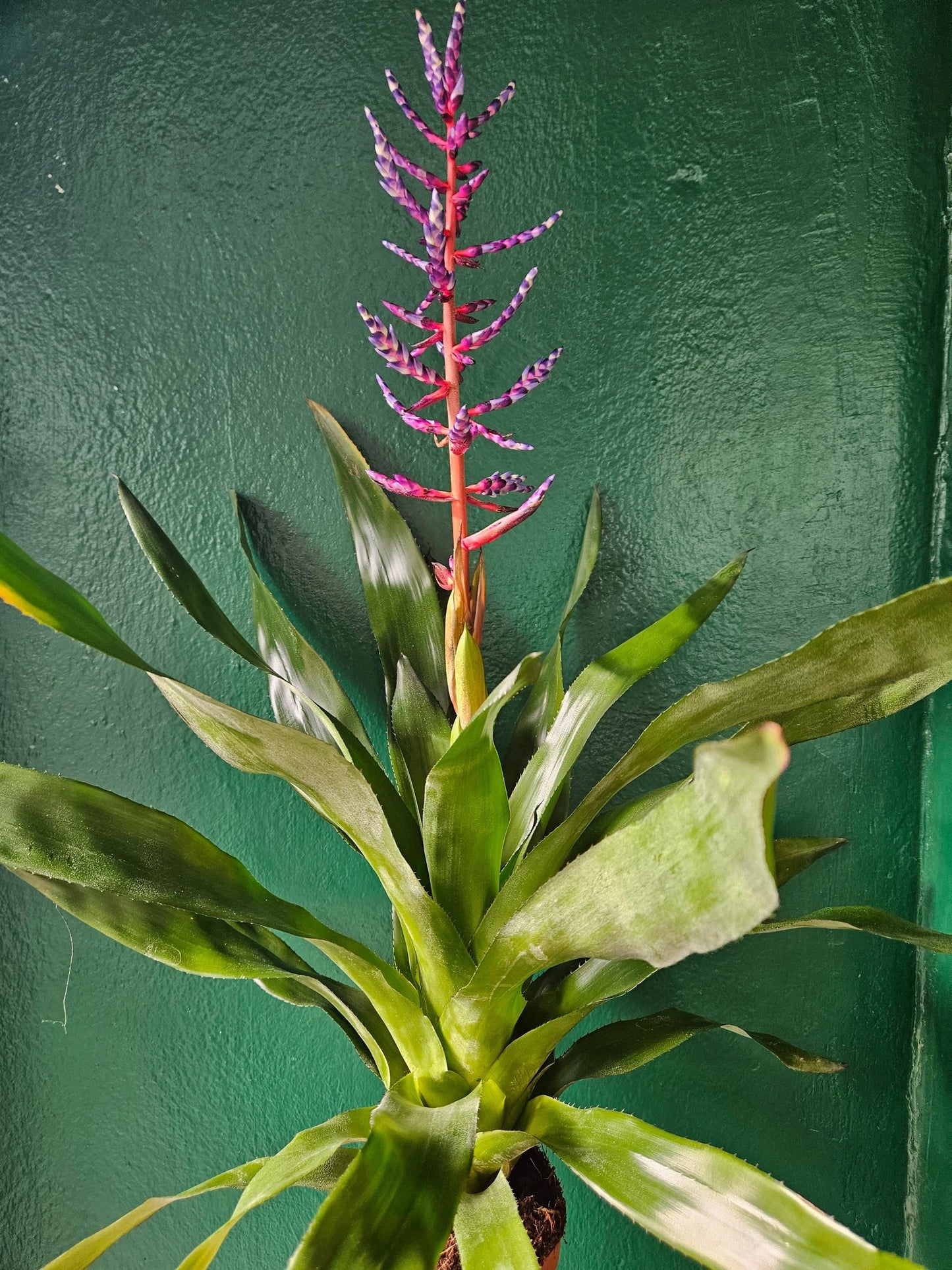 Aechmea Gamosepala 'Blue Rain' (Urn Plant)