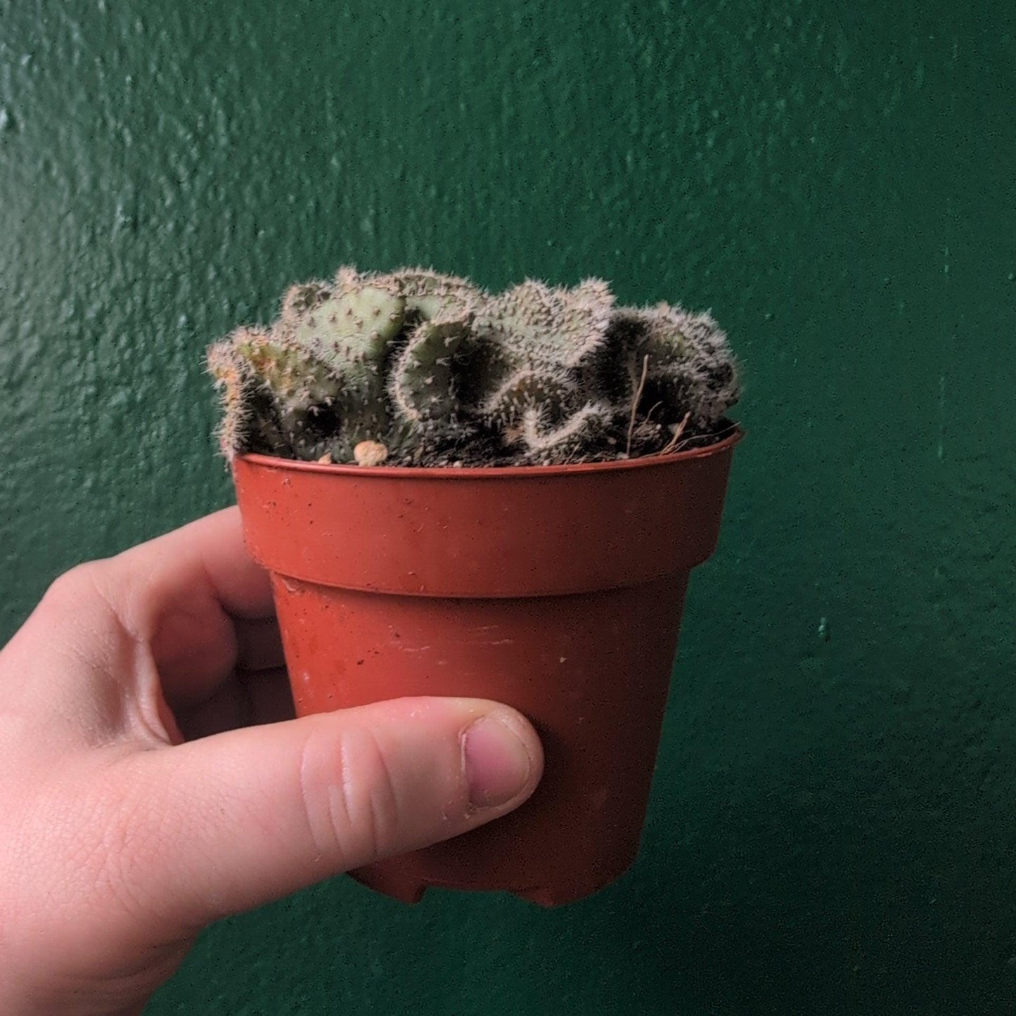 Opuntia cylindrica cristata (Crested Eve’s Needle Cactus)