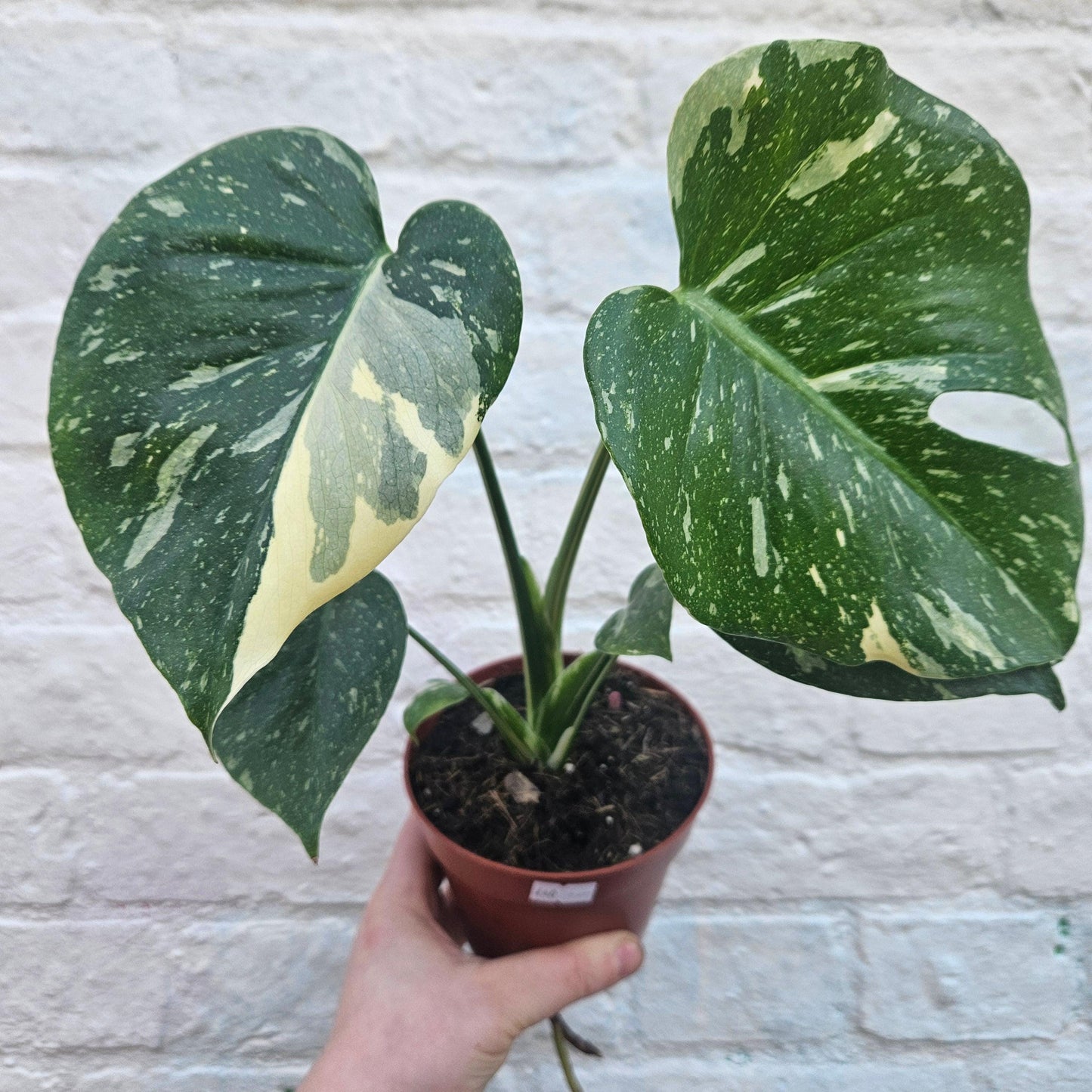 Monstera deliciosa 'Thai Constellation' (Variegated Cheese Plant)