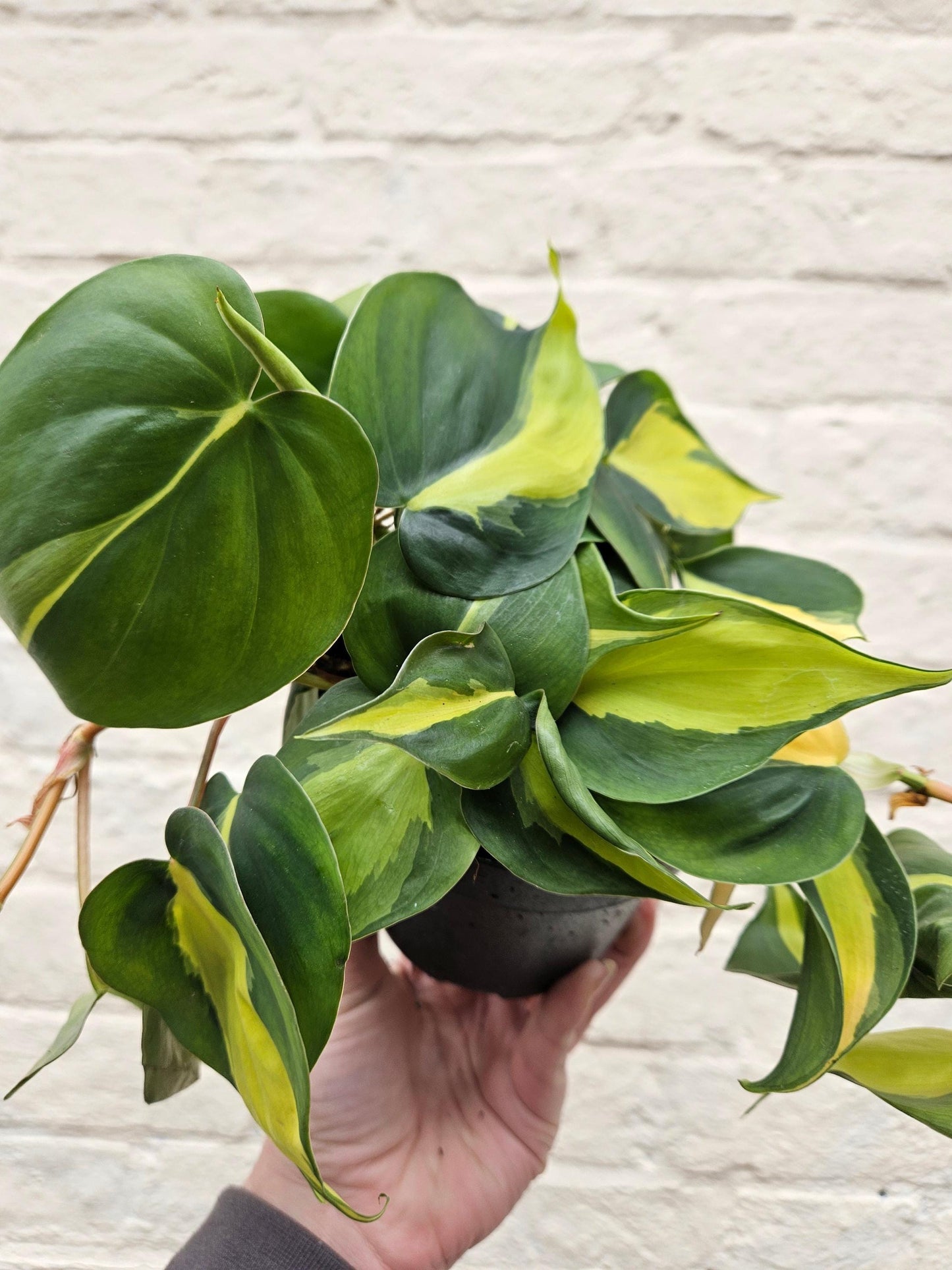 Philodendron scandens 'Brasil'