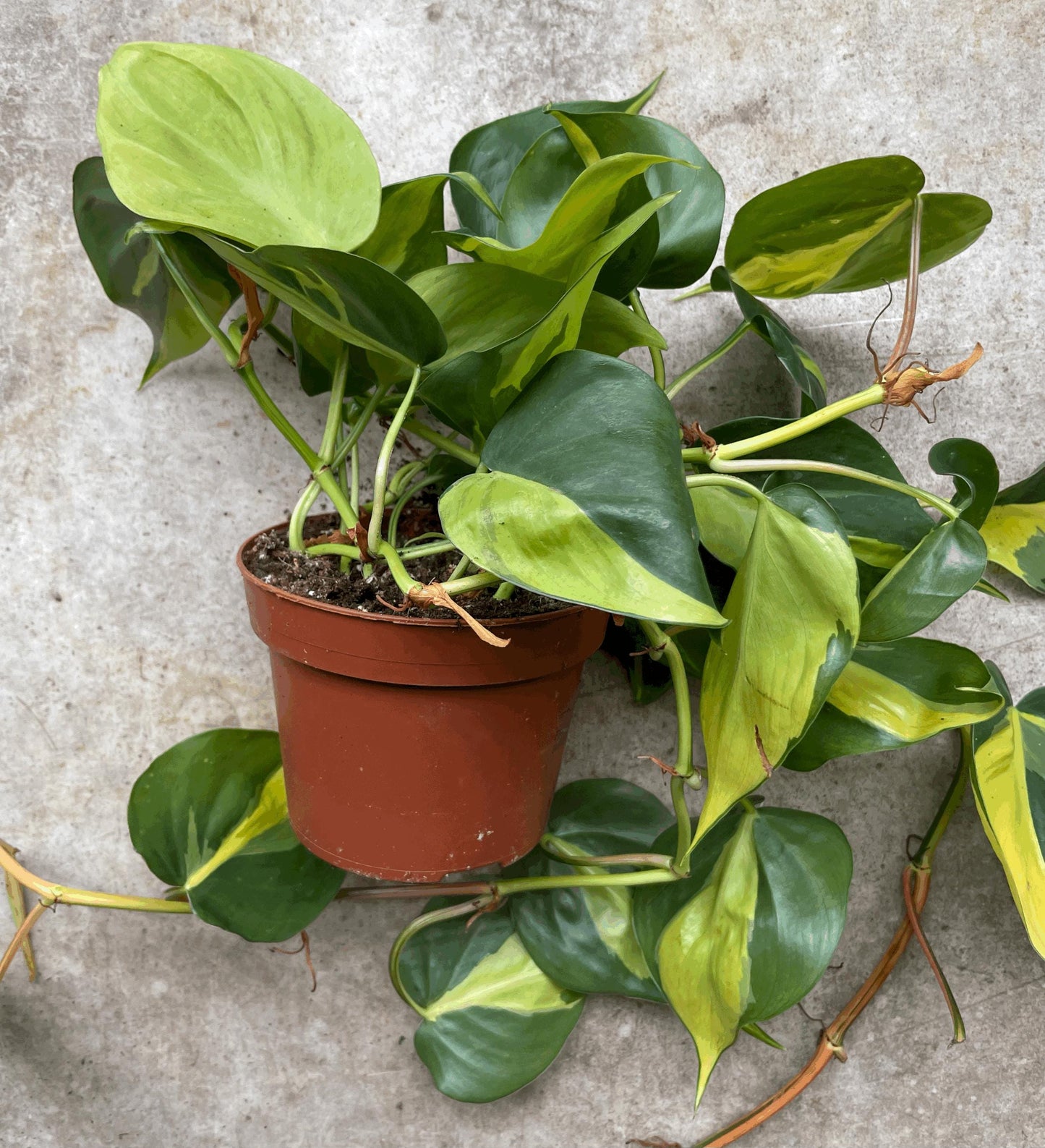 Philodendron scandens 'Brasil'