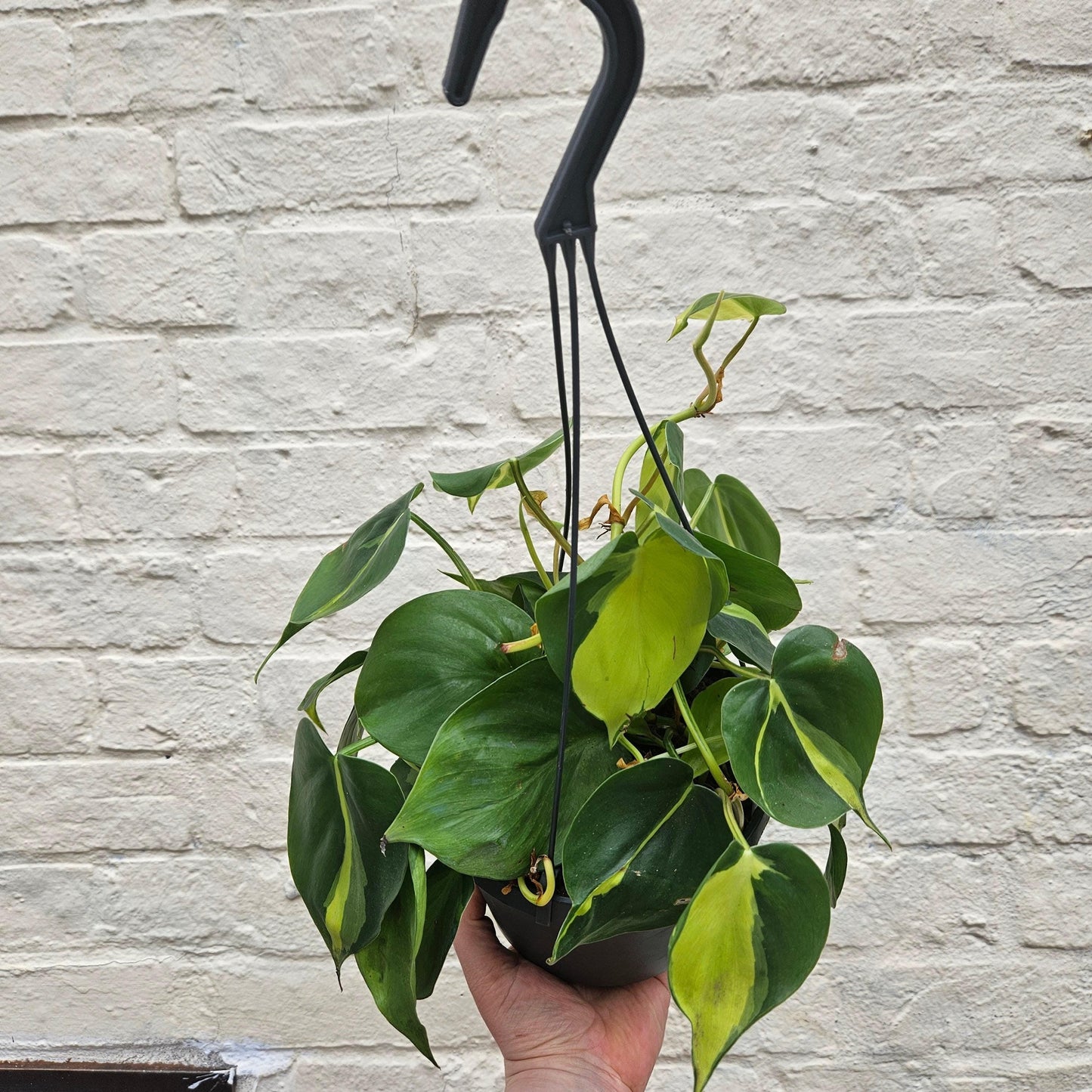 Philodendron scandens 'Brasil'