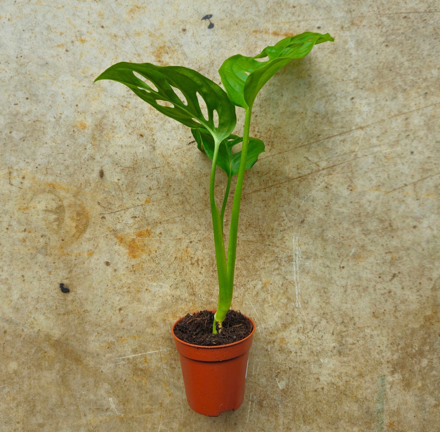 Monstera adansonii 'Monkey mask' (Cheeseplant) Various sizes available
