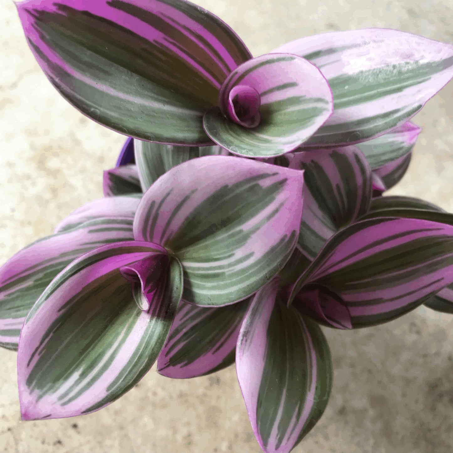 Tradescantia 'Nanouk' (Inch plant / Wandering Dude Plant)