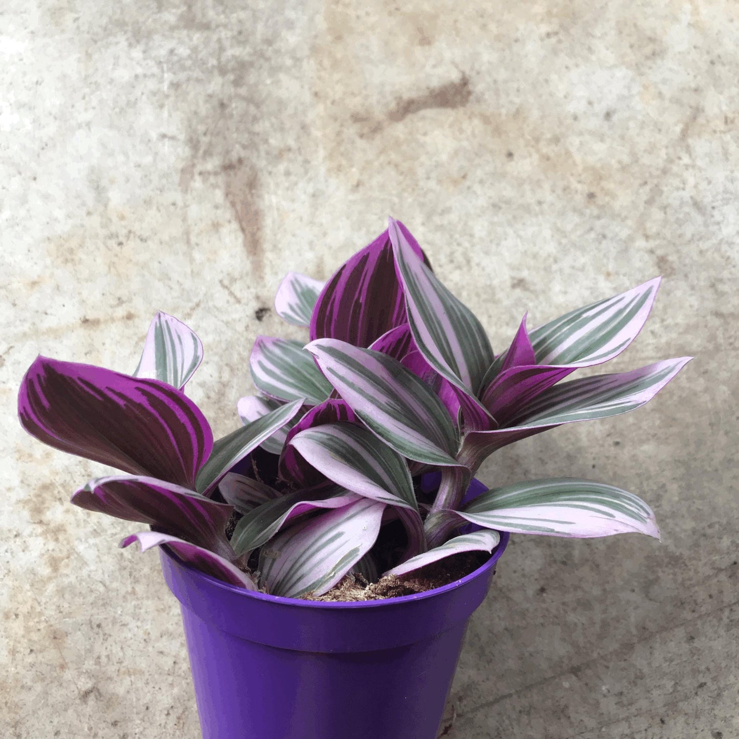 Tradescantia 'Nanouk' (Inch plant / Wandering Dude Plant)