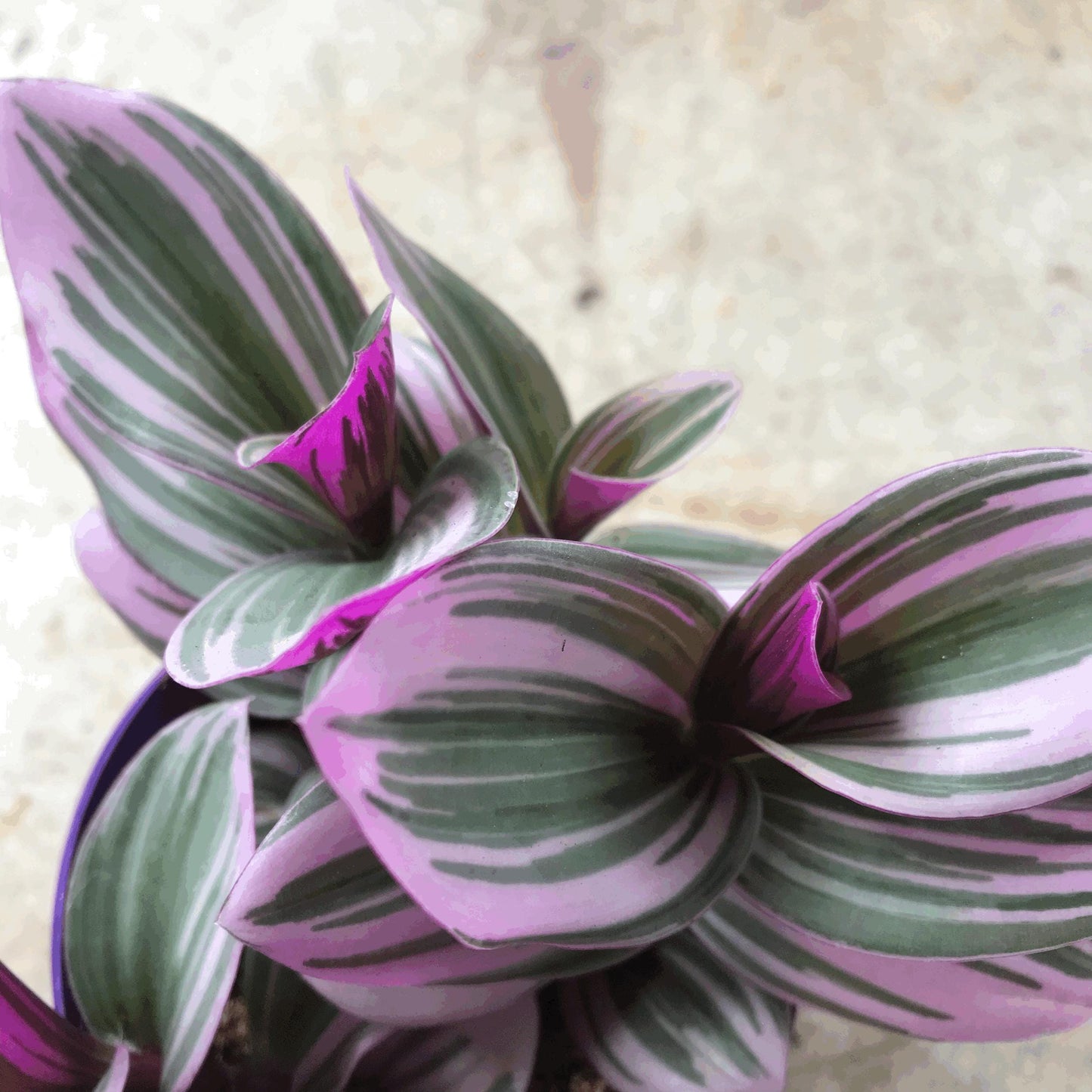 Tradescantia 'Nanouk' (Inch plant / Wandering Dude Plant)