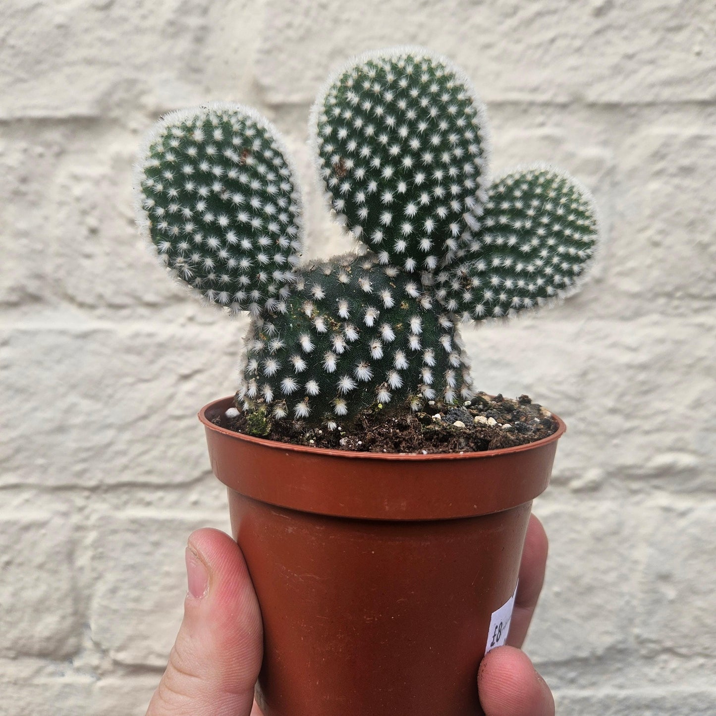 Opuntia microdasys Varieties (Bunny ear/ Angel wing cactus)