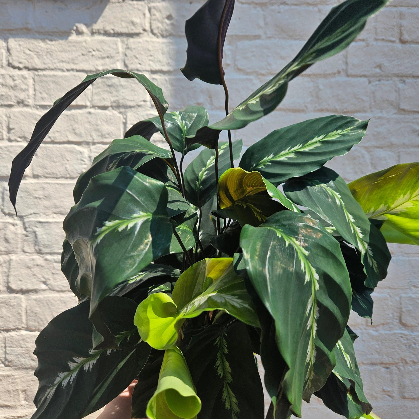 Calathea louisae 'Maui Queen' (Prayer Plant)