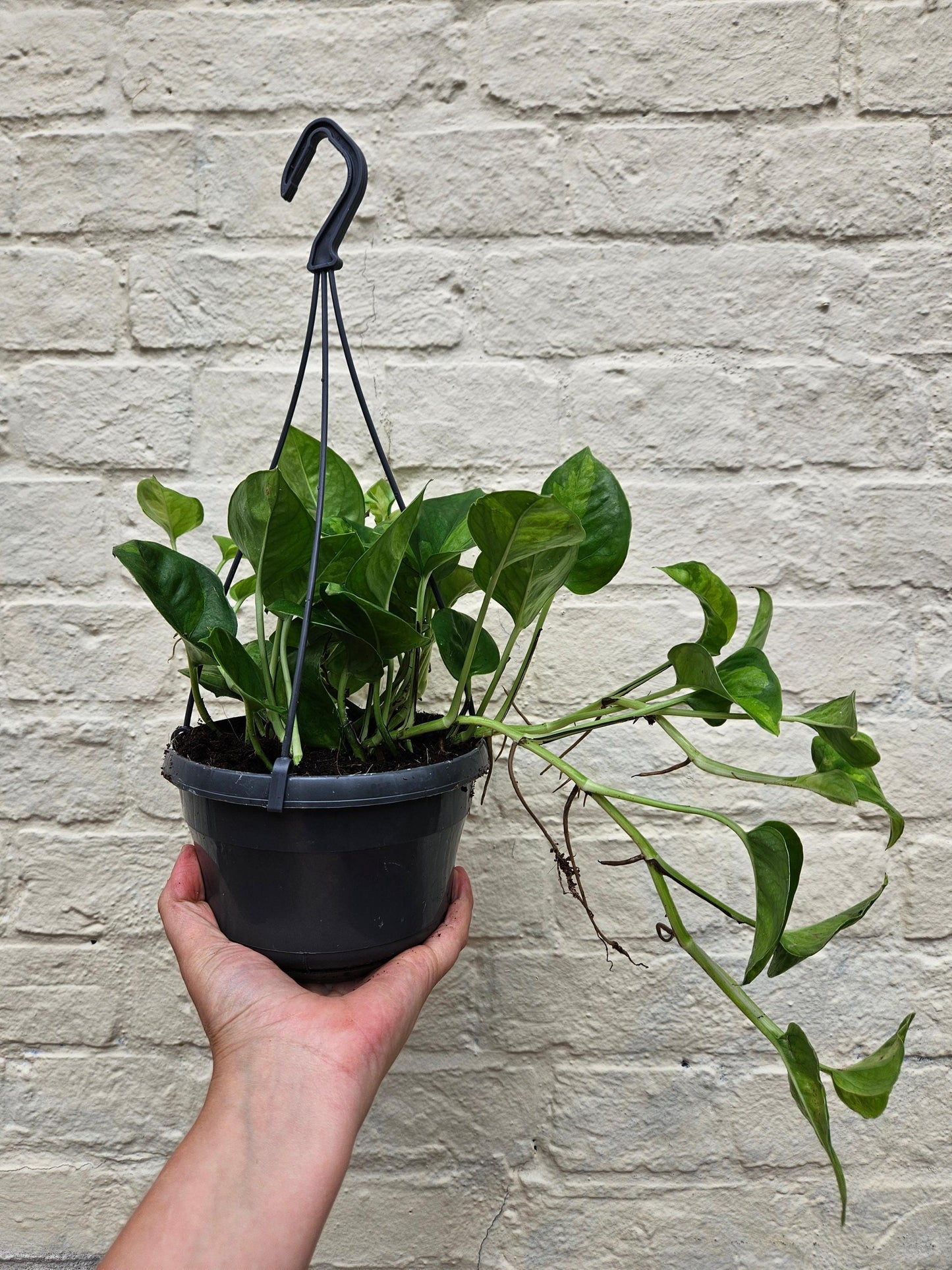 Epipremnum pinnatum 'Global Green' (Devils Ivy)