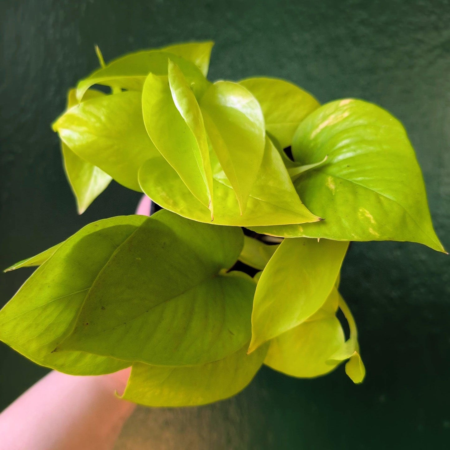 Epipremnum Aureum 'Neon' (Neon Pothos/ Devils Ivy)