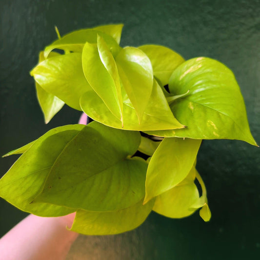 Epipremnum Aureum 'Neon' (Neon Pothos/ Devils Ivy)