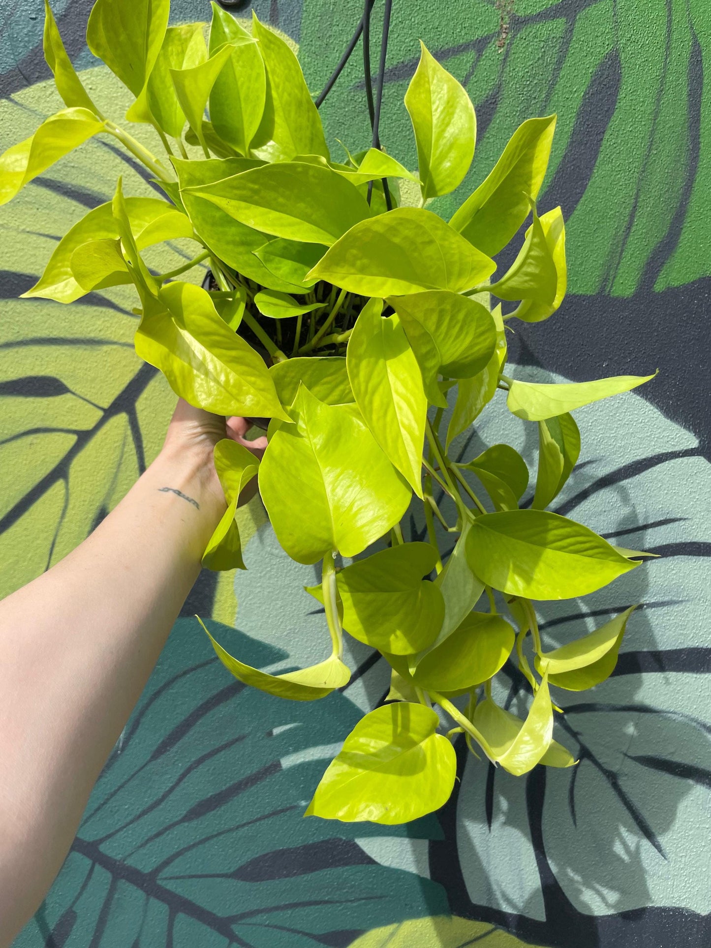 Epipremnum Aureum 'Neon' (Neon Pothos/ Devils Ivy)