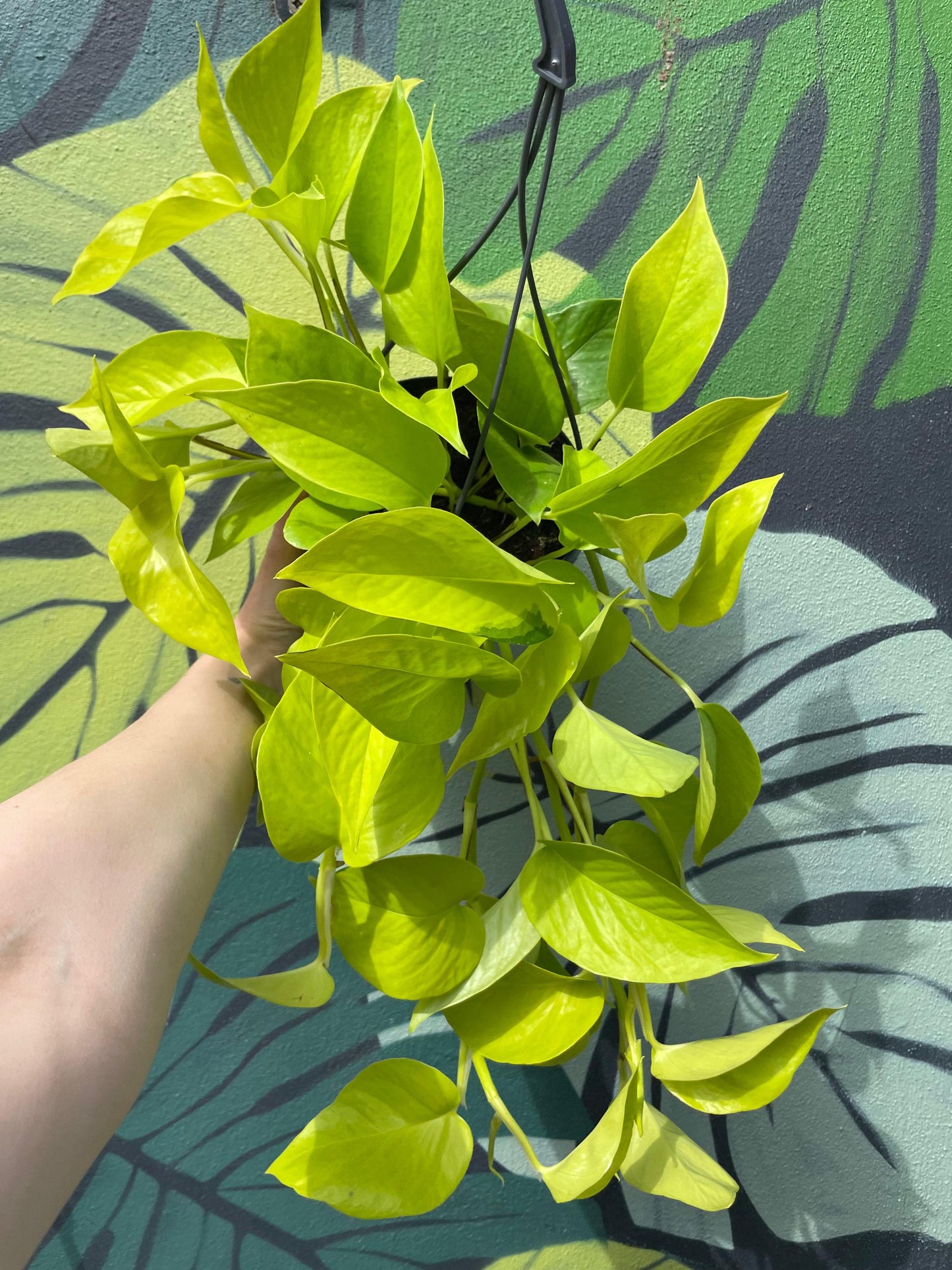 Epipremnum Aureum 'Neon' (Neon Pothos/ Devils Ivy)