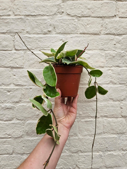Hoya carnosa 'Krimson queen'