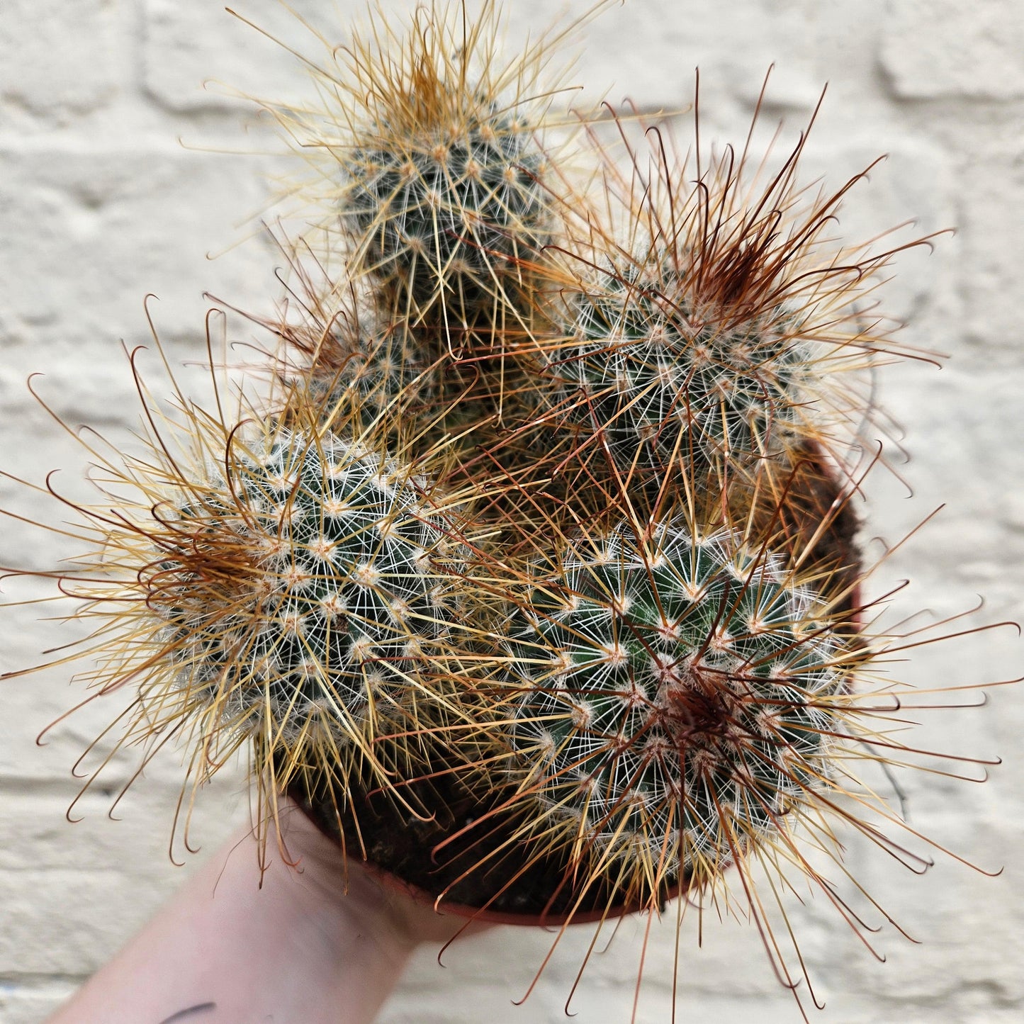 Mammillaria magnifica