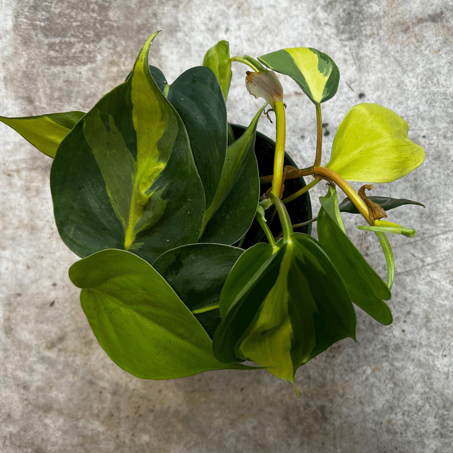 Philodendron scandens 'Brasil'