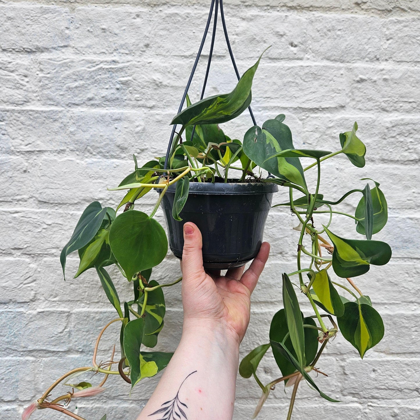 Philodendron scandens 'Brasil'