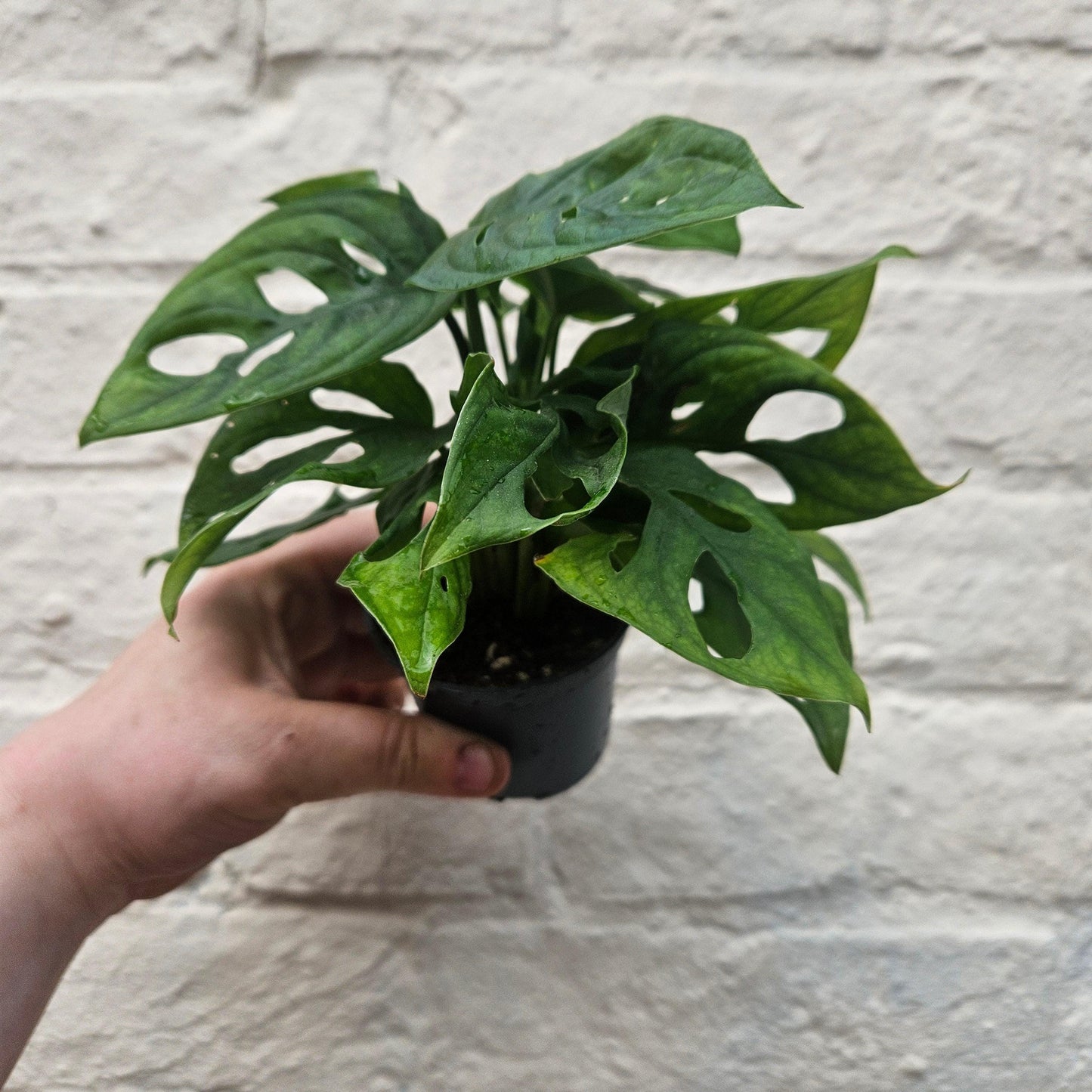 Monstera adansonii 'Monkey mask' (Cheeseplant) Various sizes available
