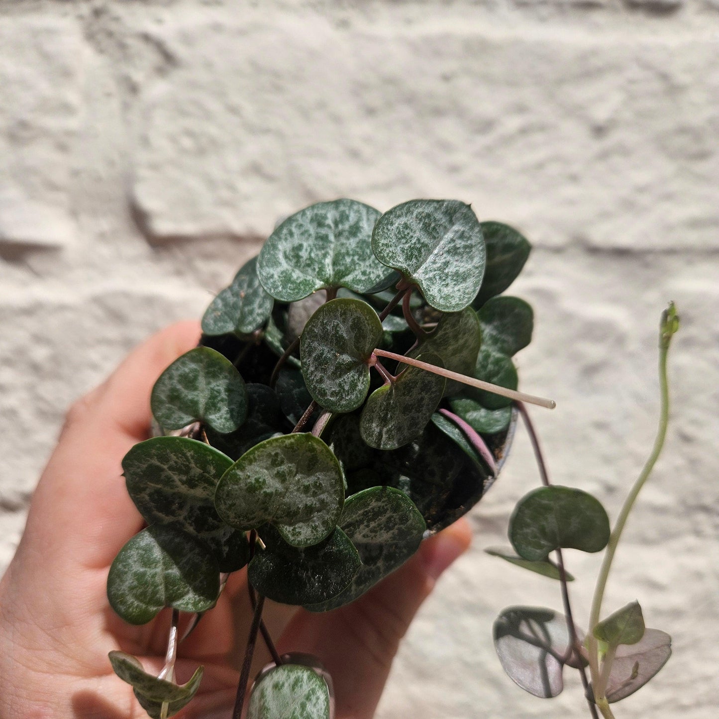 Ceropegia woodii (String of Hearts)