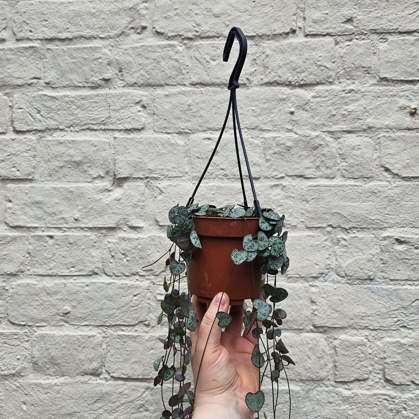 Ceropegia woodii (String of Hearts)