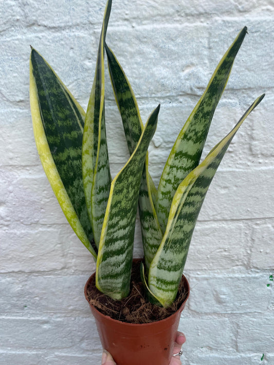 Sansevieria 'Futura Superba' (Snake Plant)