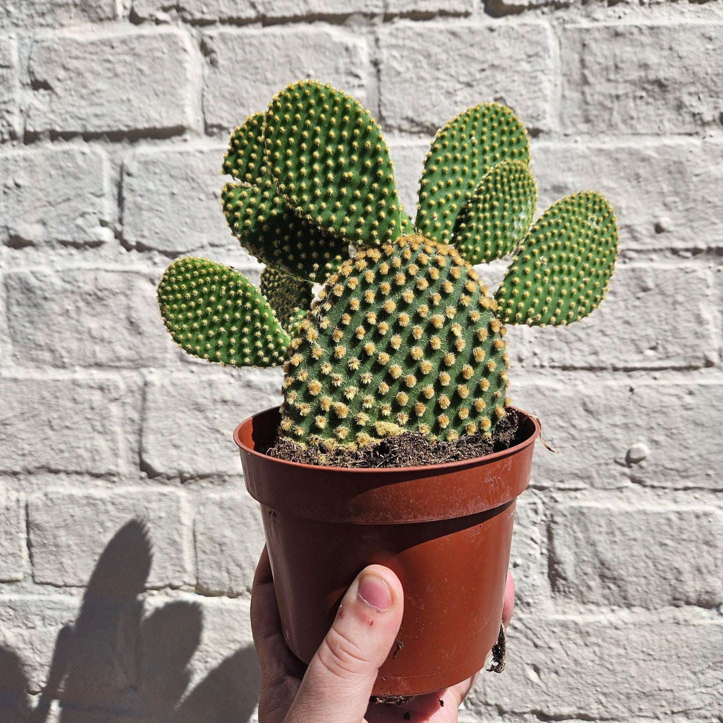Opuntia microdasys Varieties (Bunny ear/ Angel wing cactus)