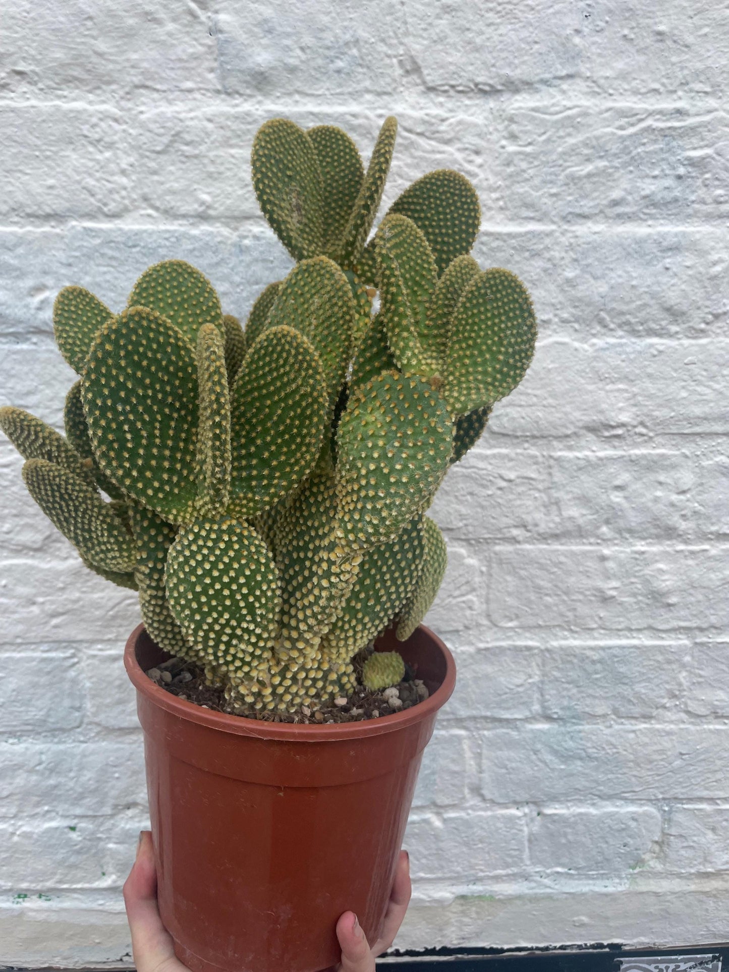 Opuntia microdasys Varieties (Bunny ear/ Angel wing cactus)