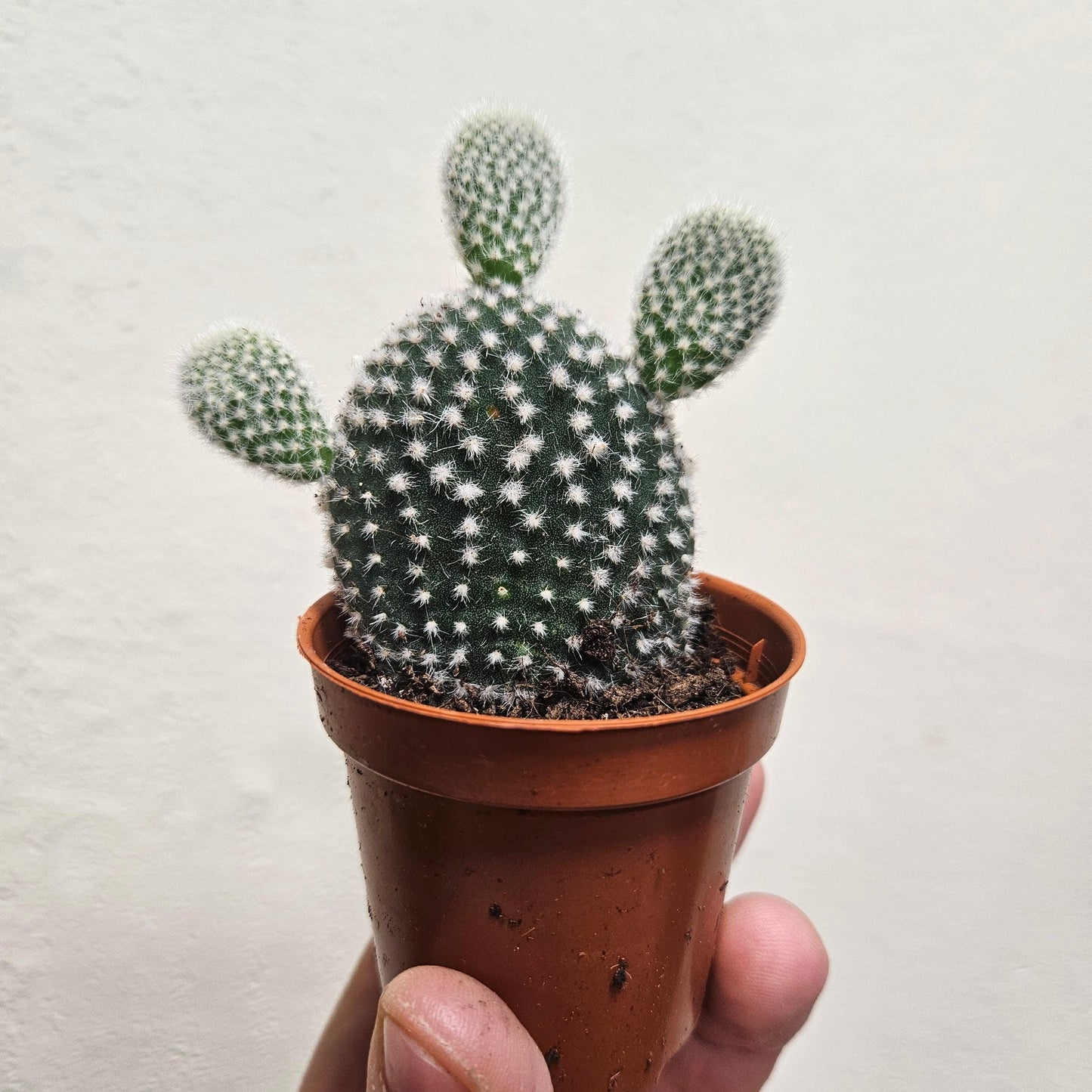 Opuntia microdasys Varieties (Bunny ear/ Angel wing cactus)