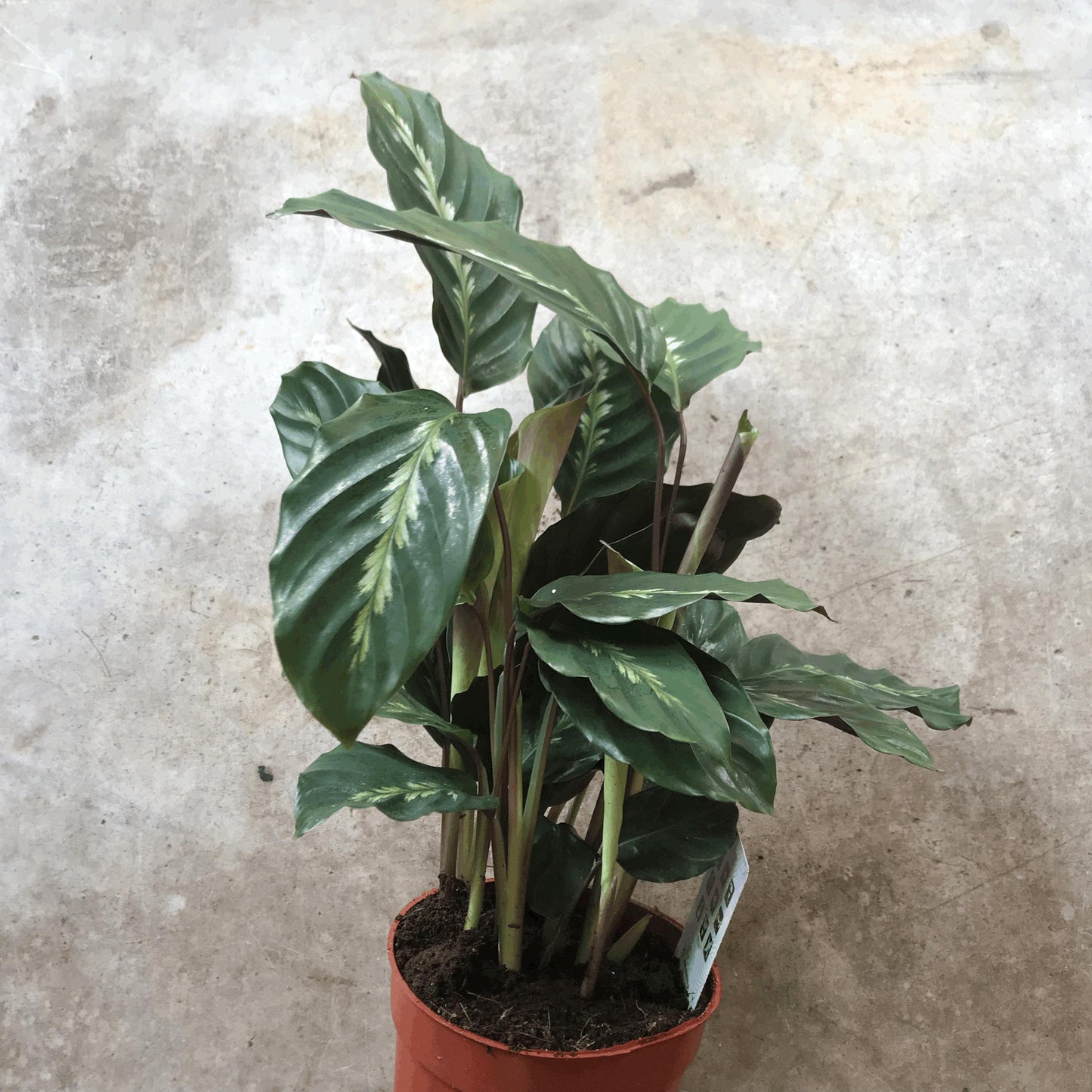 Calathea louisae 'Maui Queen' (Prayer Plant)