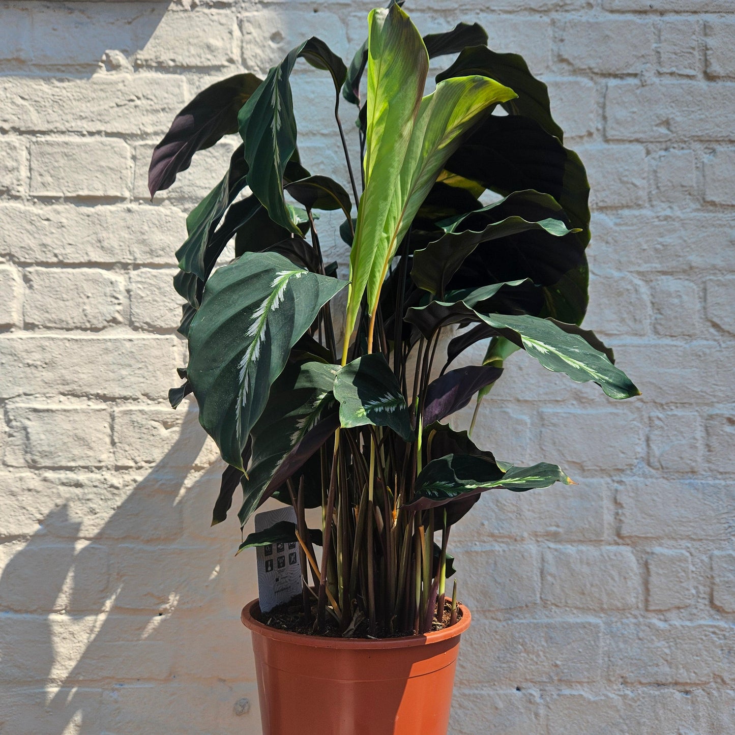 Calathea louisae 'Maui Queen' (Prayer Plant)