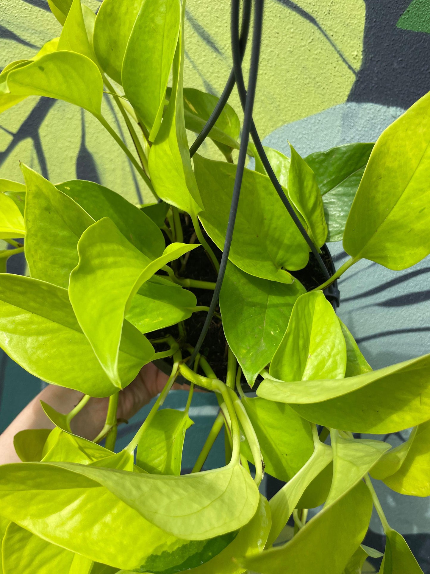 Epipremnum Aureum 'Neon' (Neon Pothos/ Devils Ivy)