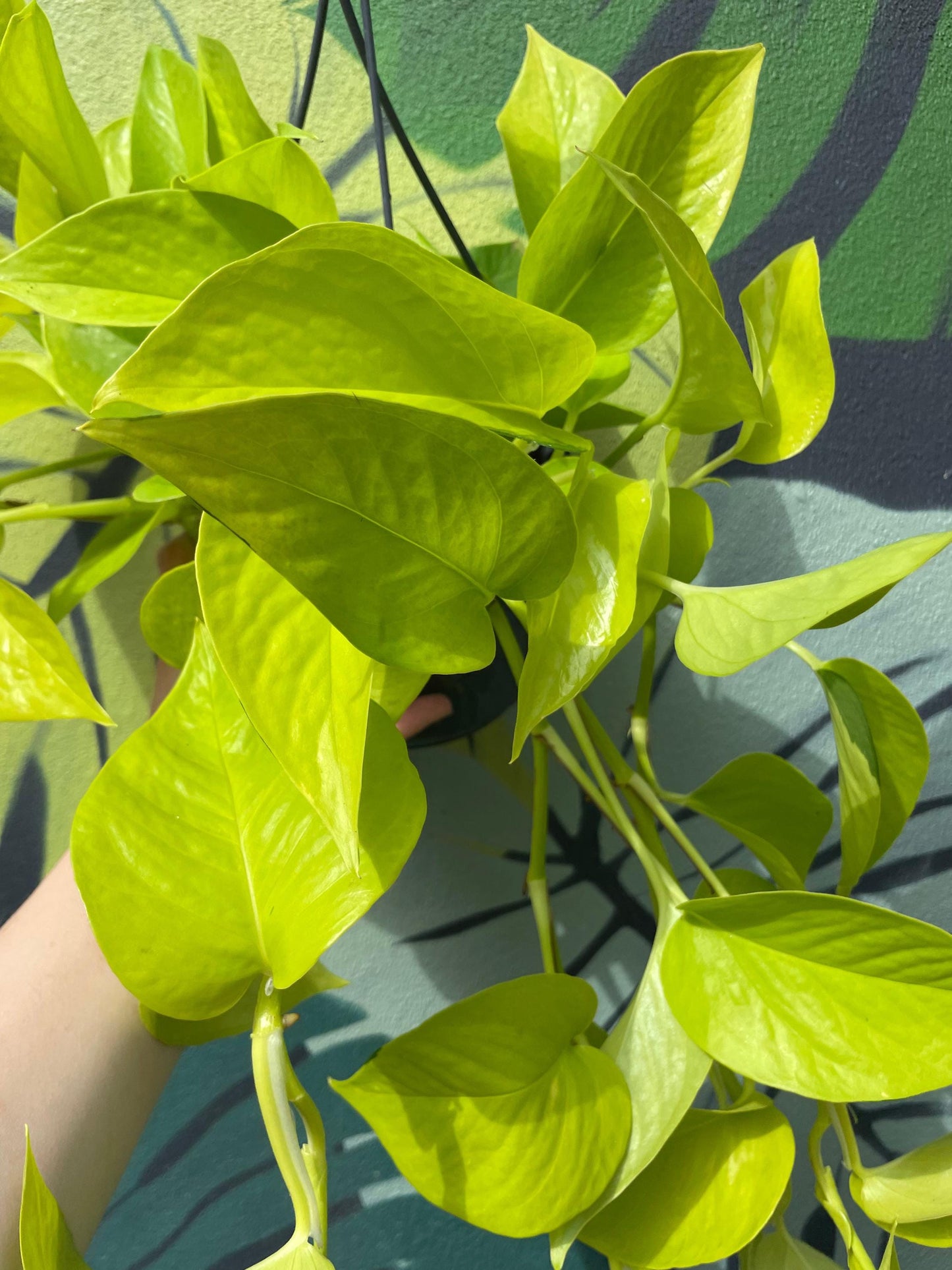 Epipremnum Aureum 'Neon' (Neon Pothos/ Devils Ivy)