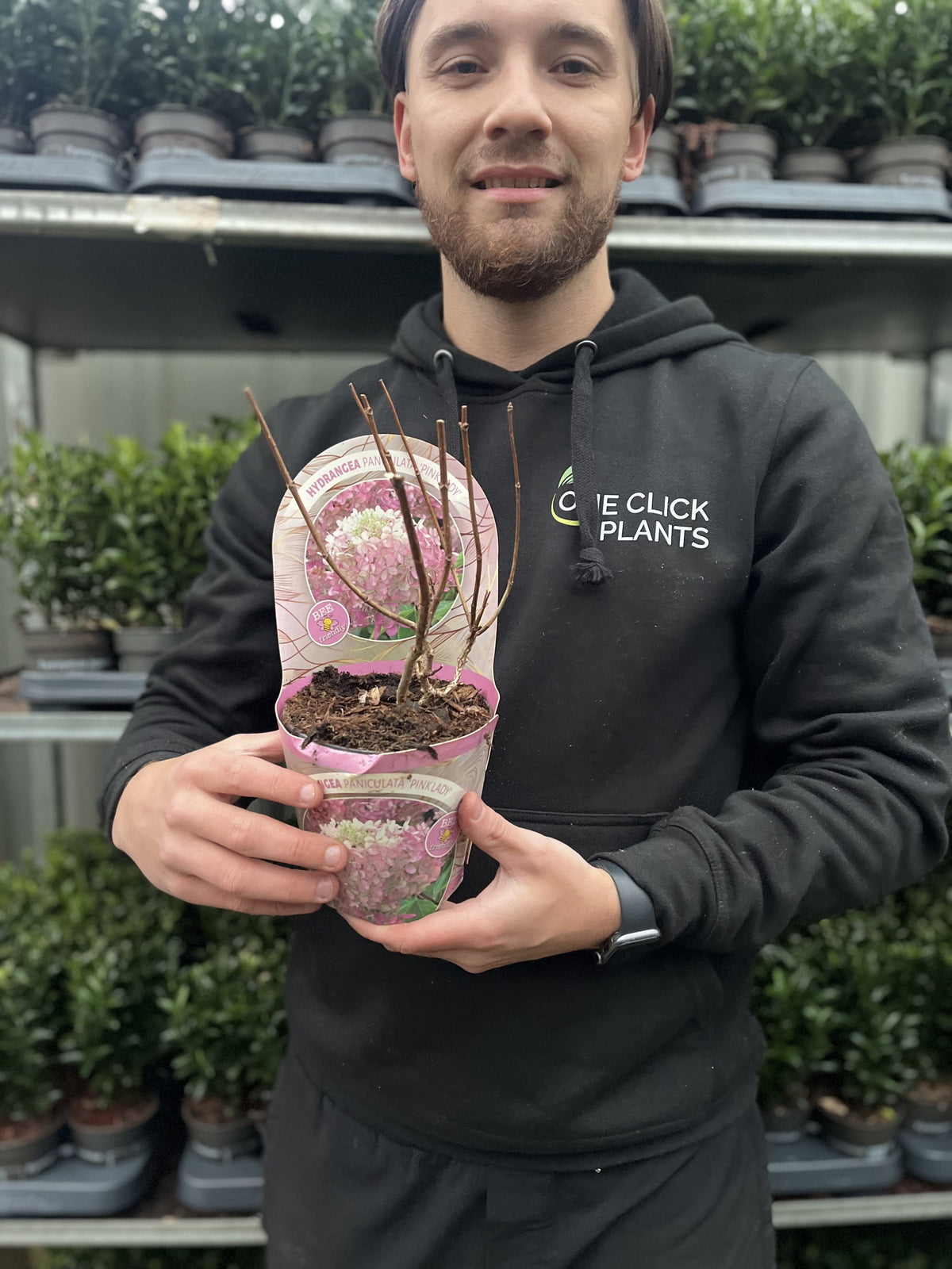 Hydrangea paniculata 'Pink Lady' 1L / 1.5L