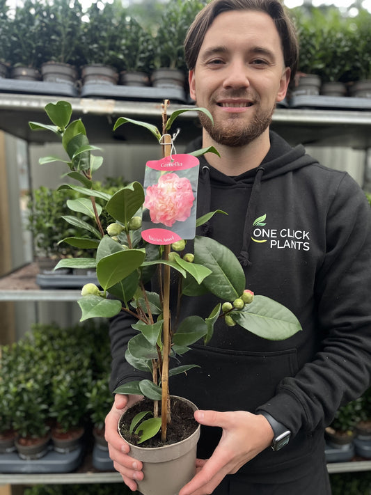 Camellia japonica ‘Nuccio’s Jewel’