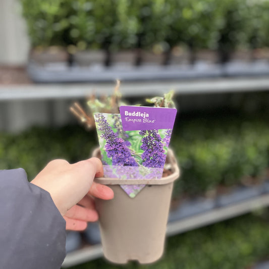 Buddleja davidii 'Empire Blue' 1L