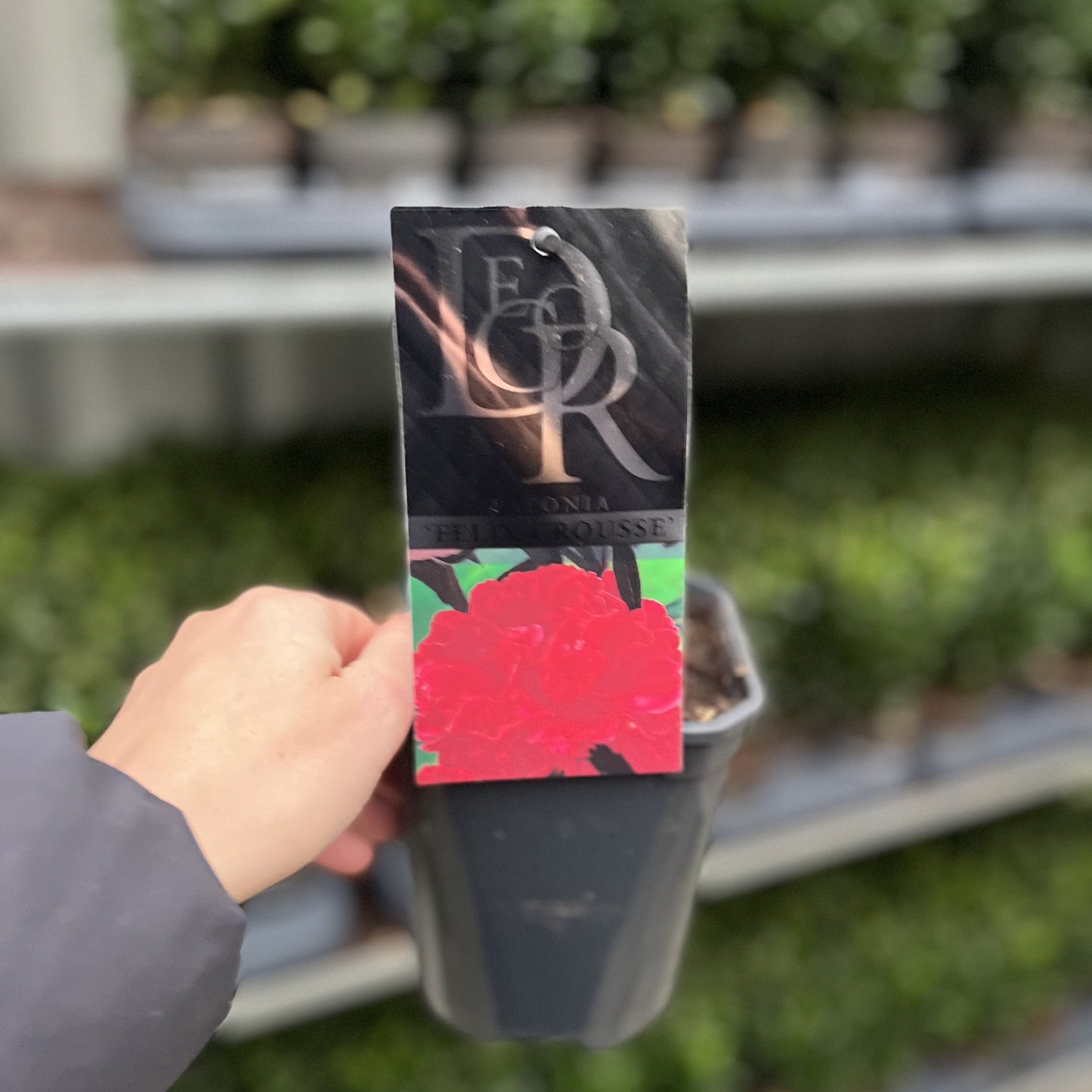 Peony 'Felix Crousse' 1L