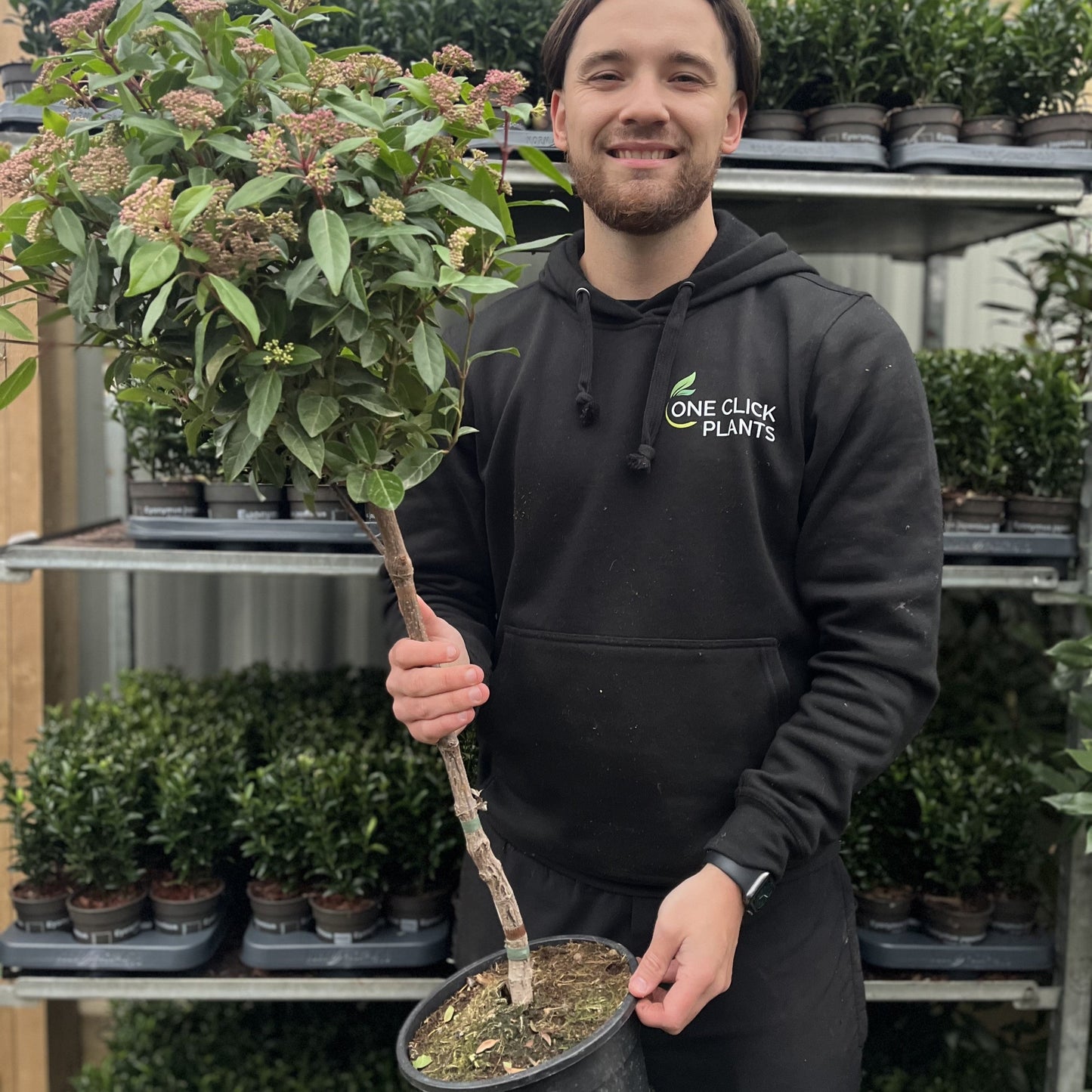 Viburnum tinus Patio Tree 90-100cm