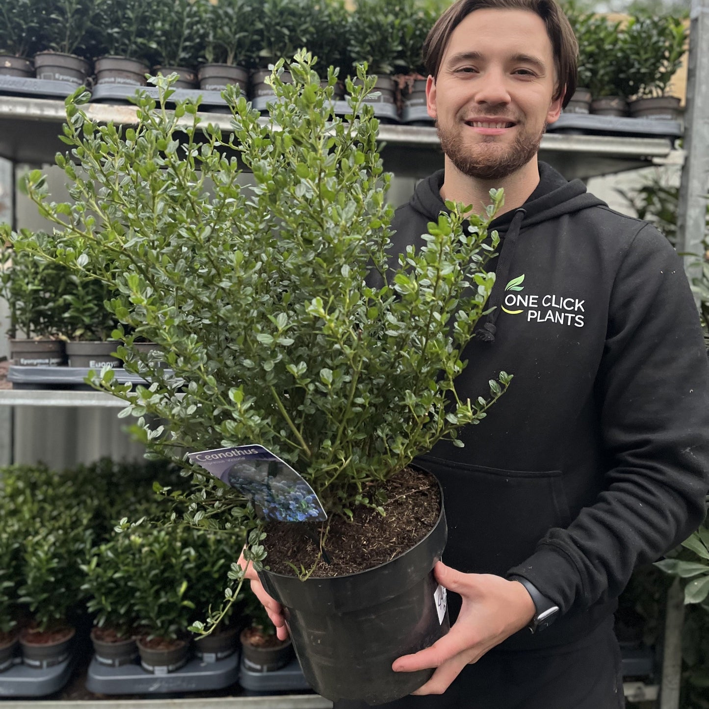 Ceanothus 'Victoria' (Californian Lilac) 9cm/2L/5L/10L