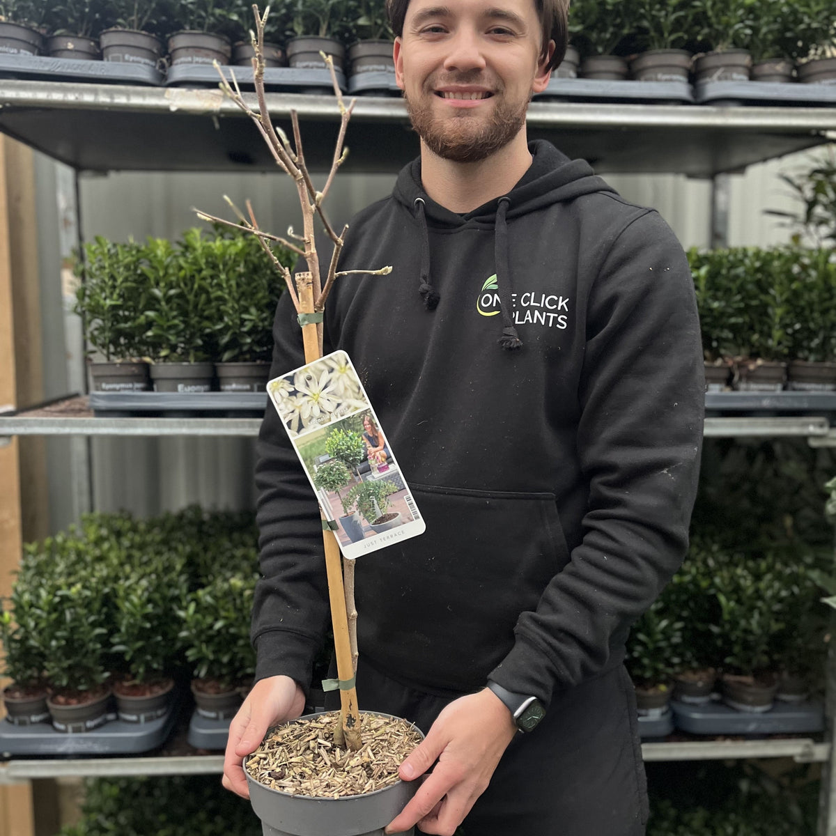Magnolia stellata Standard Tree | Star Magnolia 90-100cm