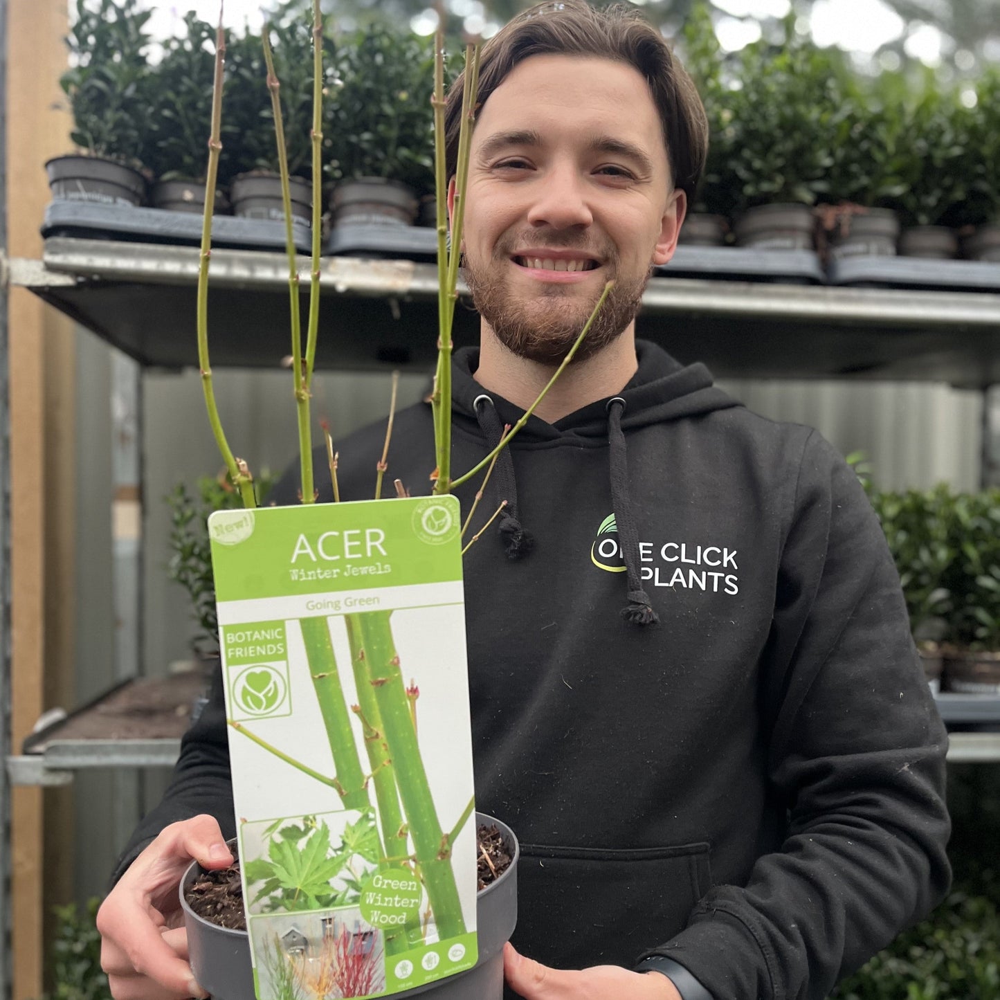 Acer palmatum 'Going Green' 10.5cm/2L/3L/45L