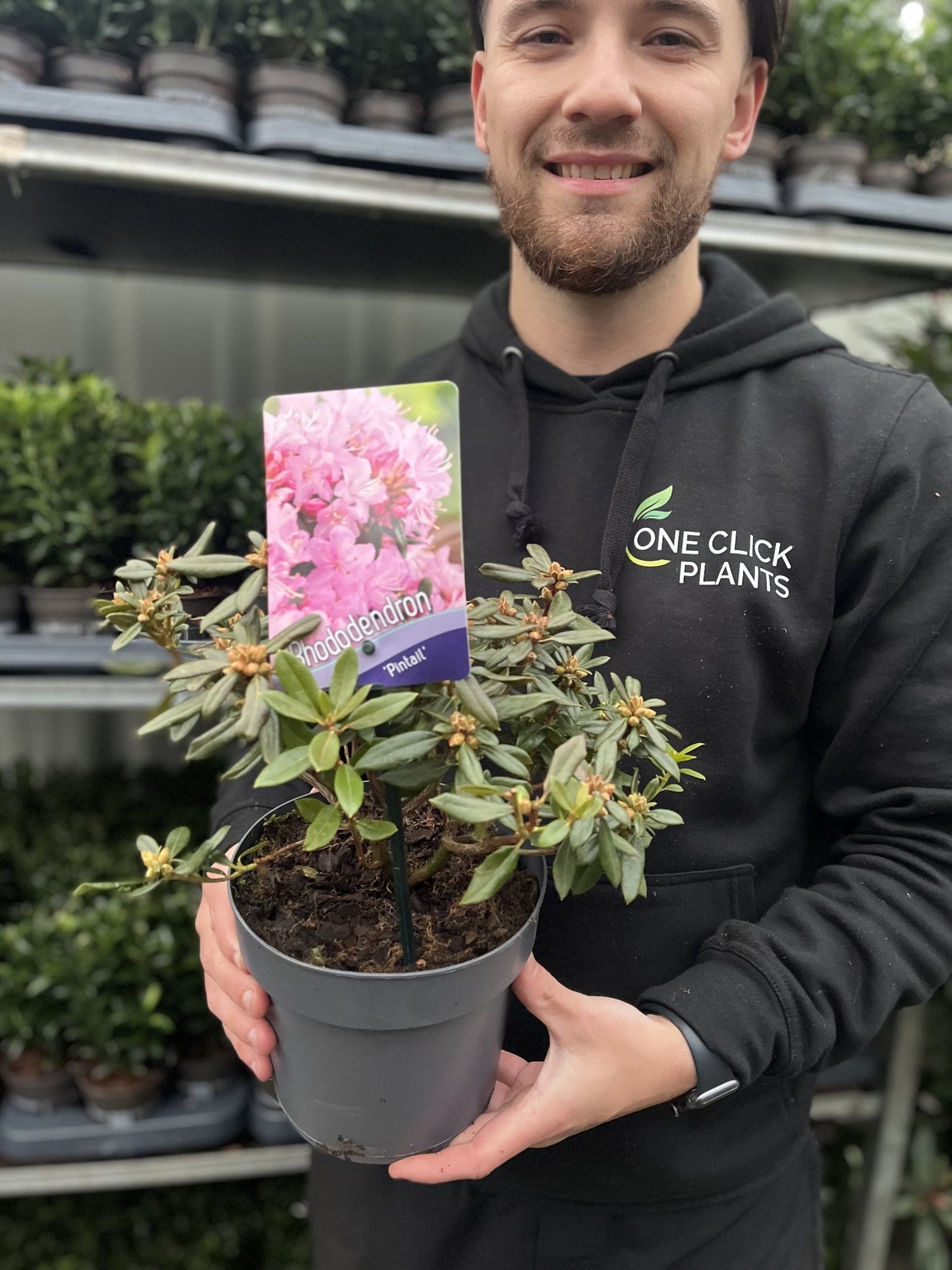 Azalea 'Pintail' 1L / 5L