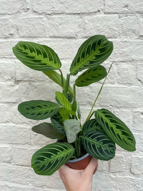 Maranta leuconeura 'Lemon Lime'