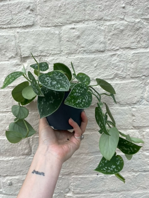 Scindapsus pictus 'Argyraeus' (Satin Pothos) Various sizes