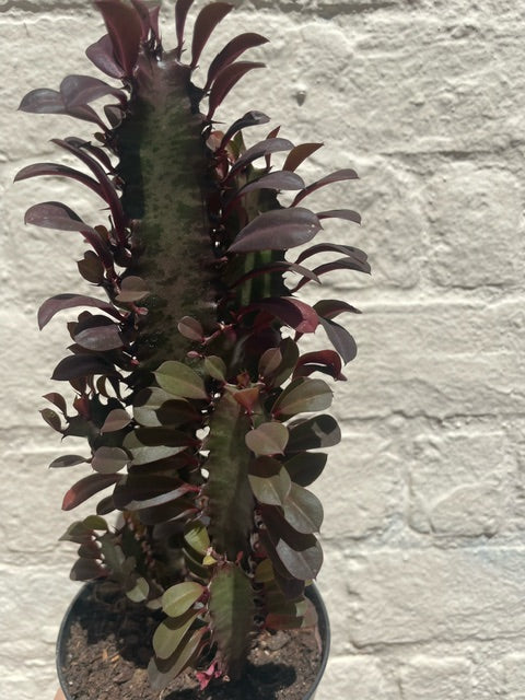 Euphorbia trigona 'Rubra' (African Milk Tree)