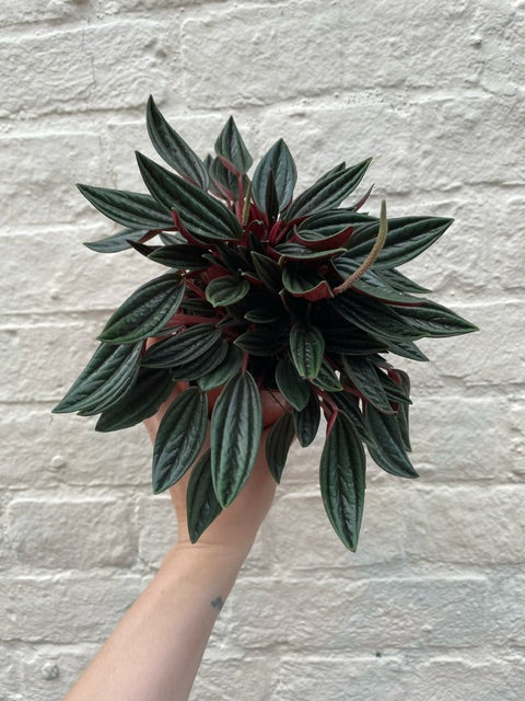 Peperomia Caperata 'Rosso' (Emerald Ripple Radiator plant)