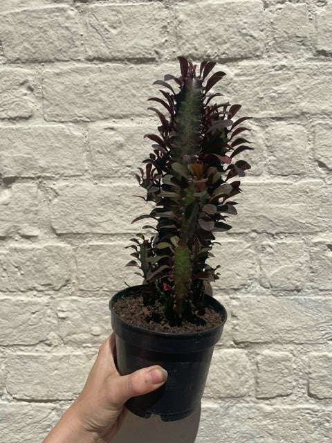 Euphorbia trigona 'Rubra' (African Milk Tree)