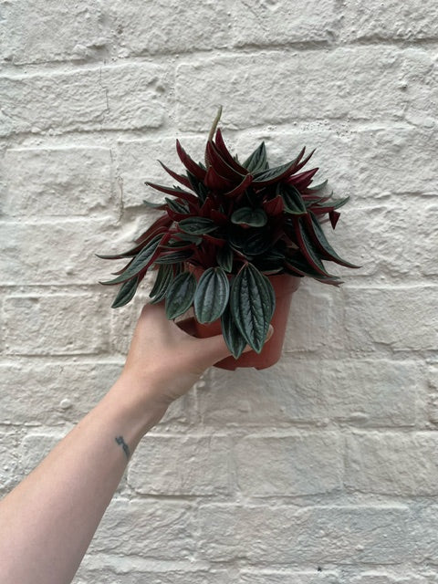Peperomia Caperata 'Rosso' (Emerald Ripple Radiator plant)