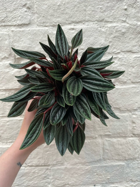 Peperomia Caperata 'Rosso' (Emerald Ripple Radiator plant)