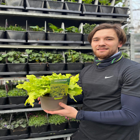 Heuchera 'Lime Marmalade' 9cm / 2L