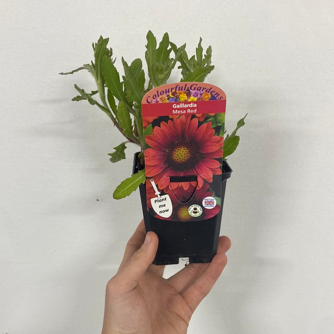 Gaillardia 'Mesa Red' 9cm/3L Pot